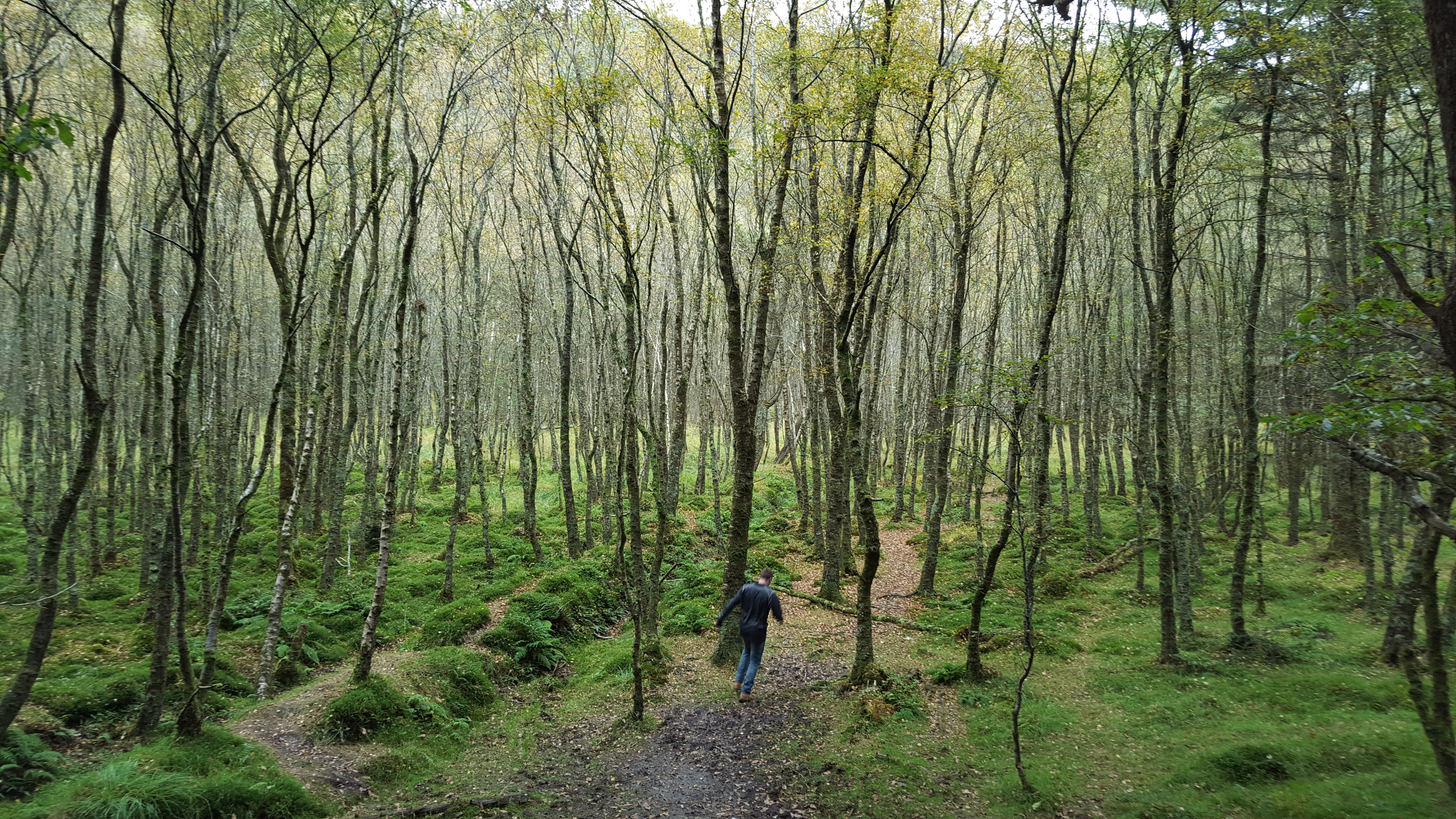 Forest in Ireland